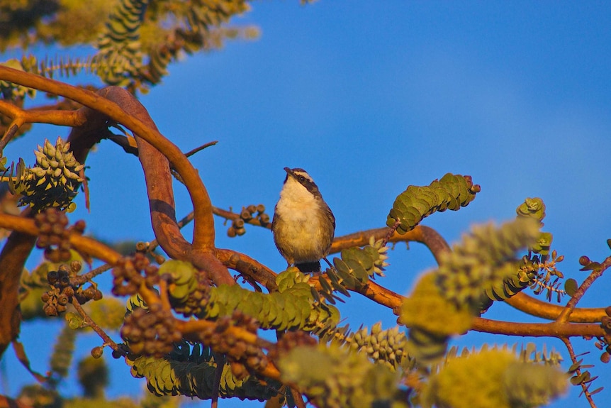 White-browed babbler