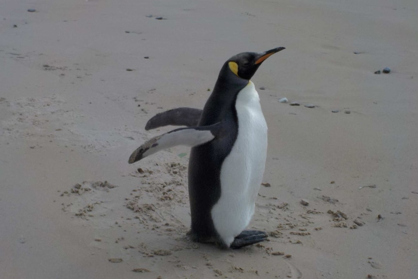 A penguin holding it wings back on a beach.