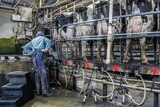 Dairy worker milking cows