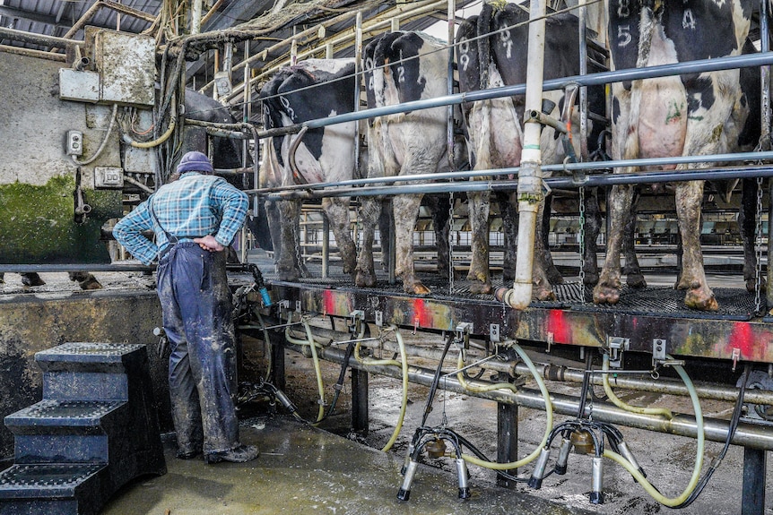 Dairy worker milking cows.