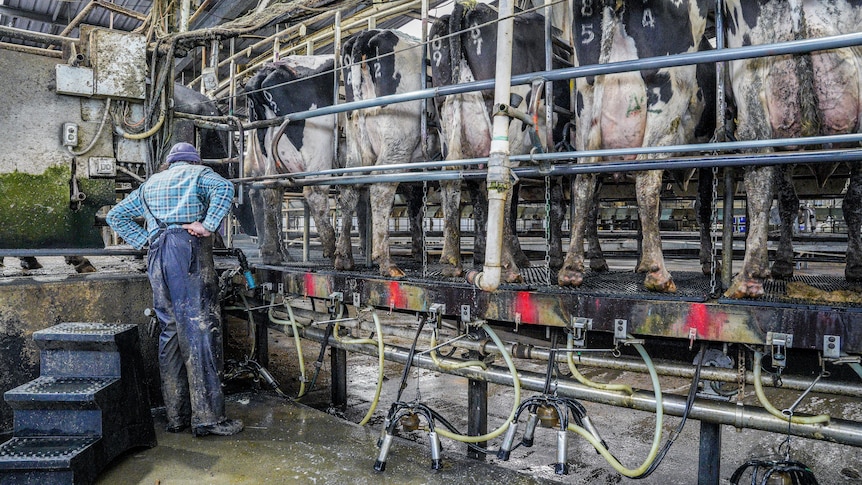 Dairy worker milking cows