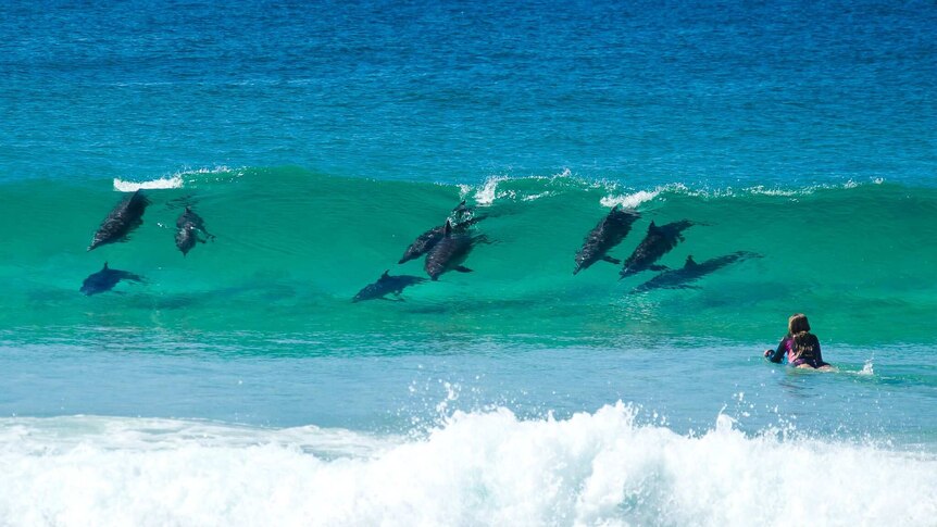 Dolphins surfing the waves in Tuncurry with bodyboarder Millie Chalker