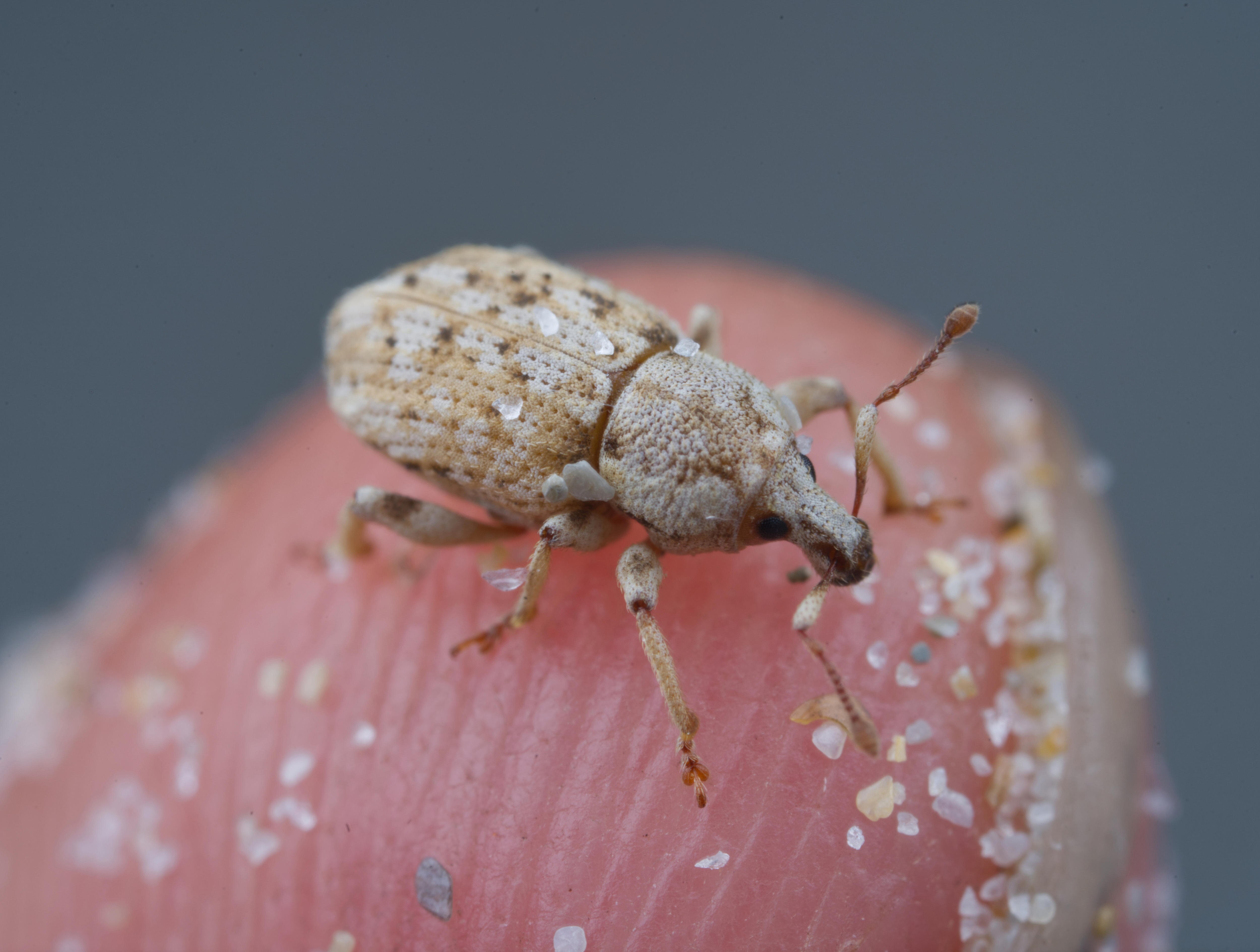 A macro image of a tan-coloured weevil-looking insect sitting atop someone's fingertip.