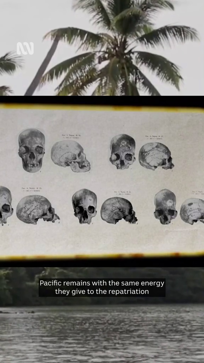A number of skulls are shown lined up neatly on a white background with another shot of palms in the background