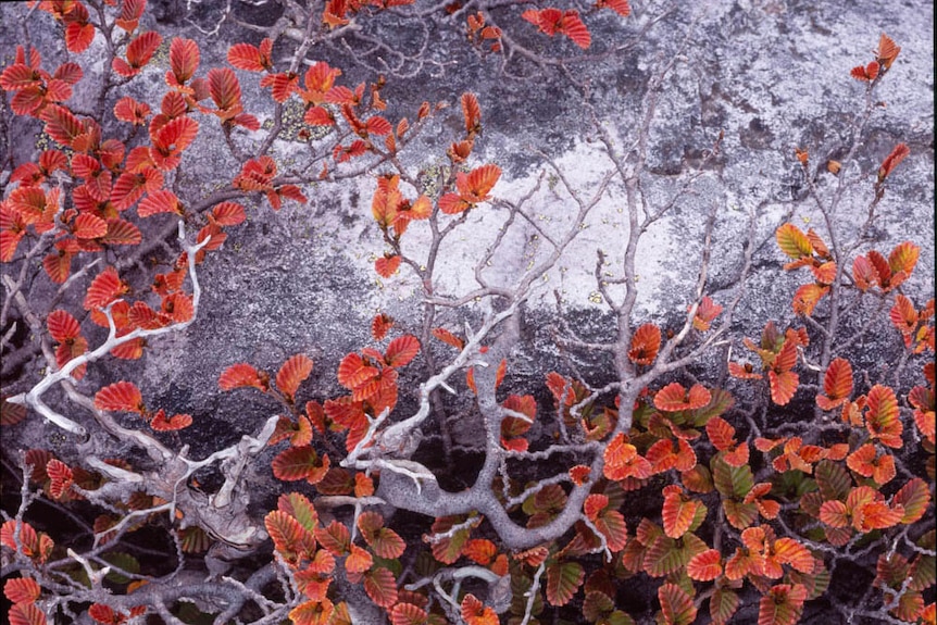 Red deciduous beech leaves