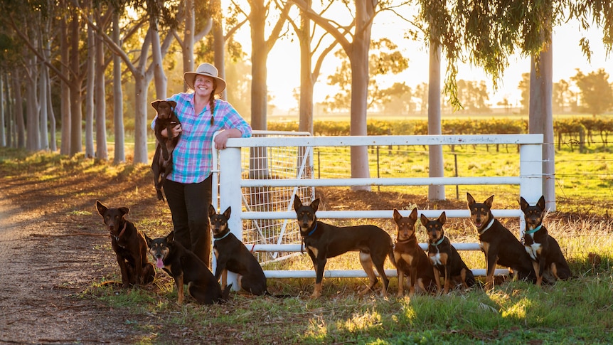 A woman standing at a gate with nine kelpies. 