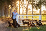 A woman standing at a gate with nine kelpies. 
