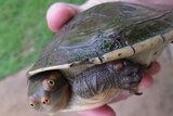 A hand holds a northern red-faced turtle with a clear chip taken out of its shell behind its head.