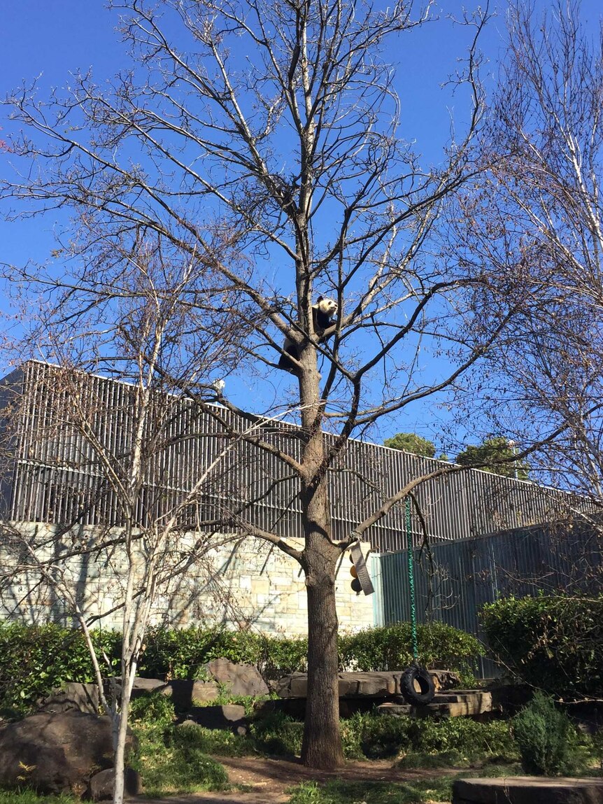 Panda climbs at a tree.