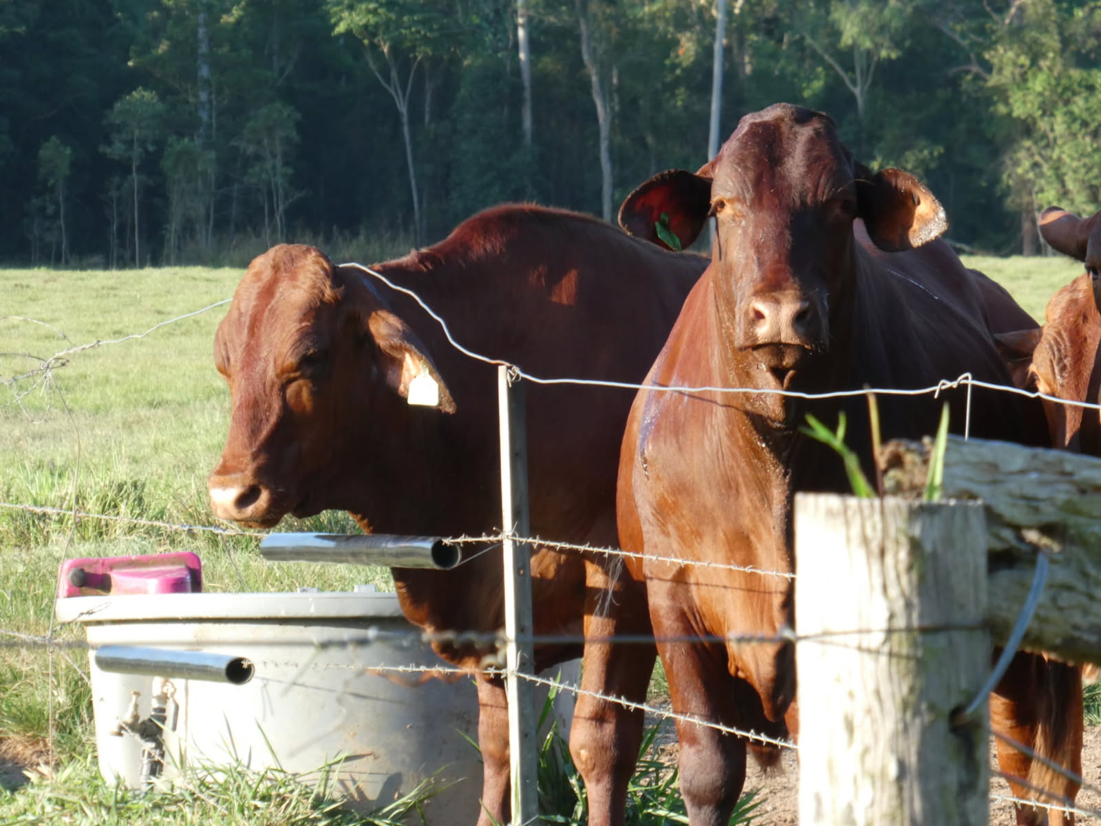 Wildlife friendly fencing won't work, graziers claim