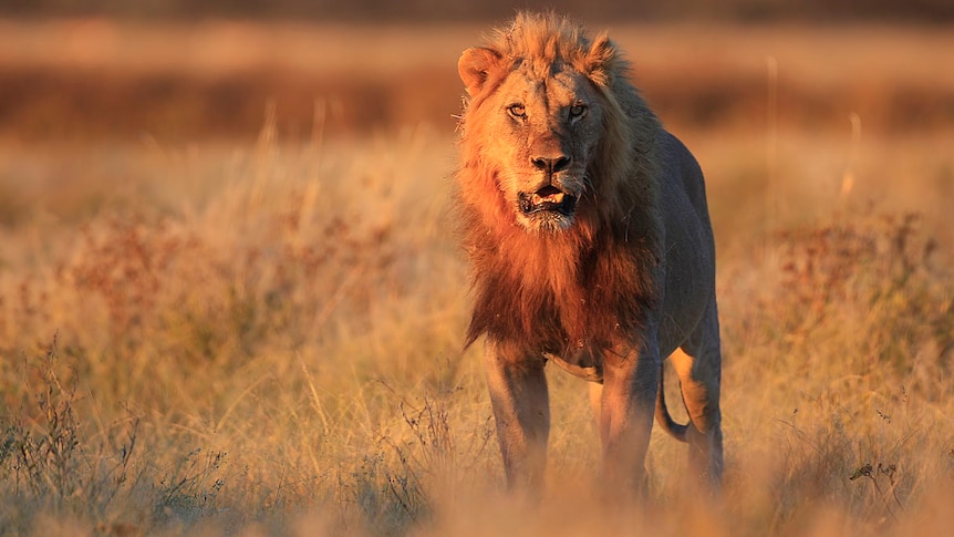 Lion in Africa