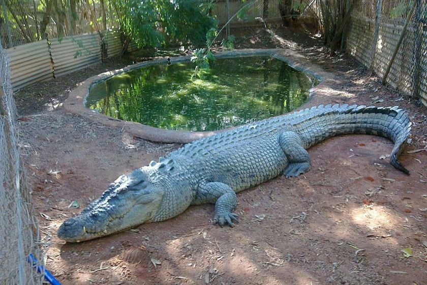 Fatso, a deadly five-metre saltwater croc, lies next to a pond at the Malcolm Douglas Crocodile Park