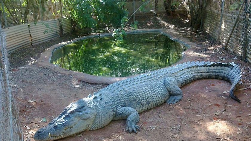 'Fatso', a five-metre saltwater crocodile