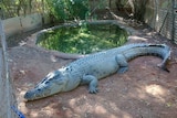 'Fatso', a five-metre saltwater crocodile