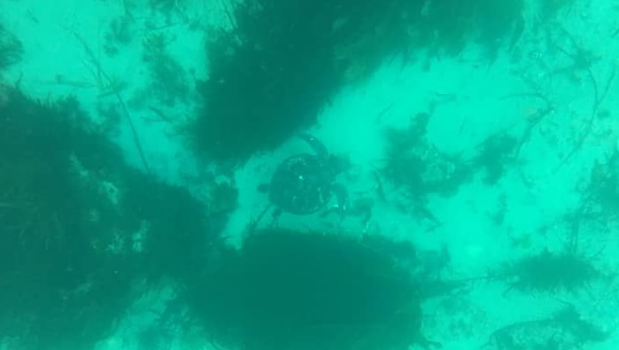 The sea floor, with seaweed and a sea turtle