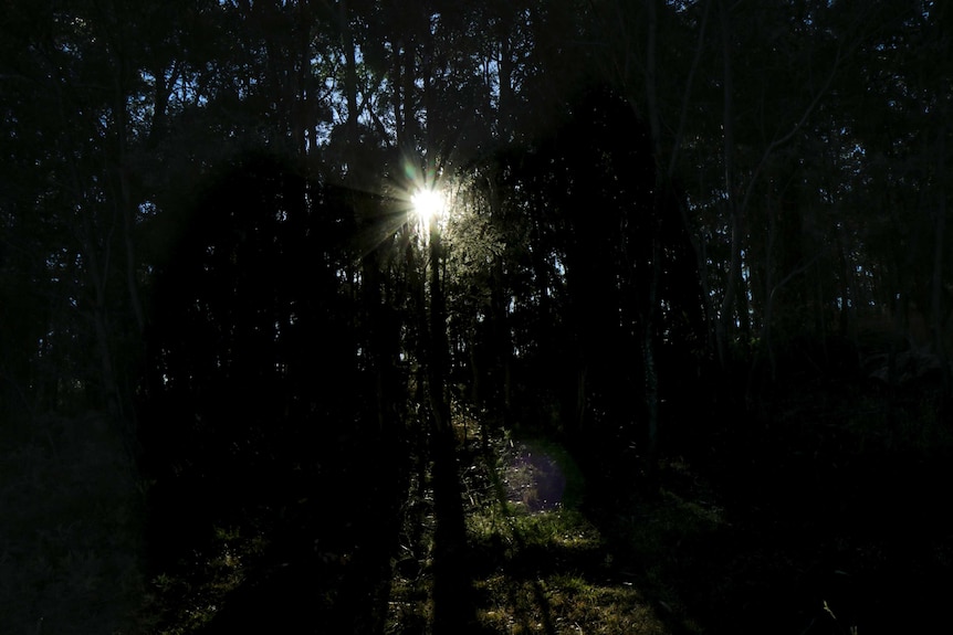 Sunset light peaks through dense tree bushland.