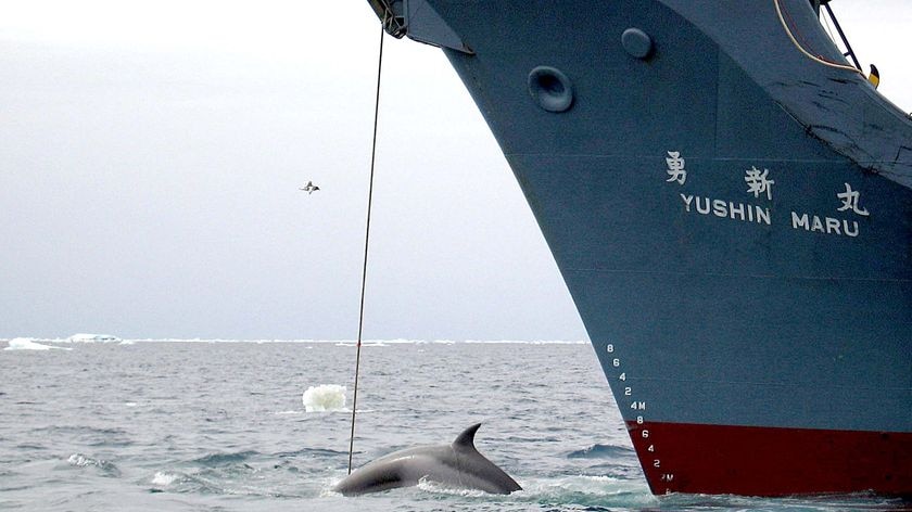 A whale is captured by the Japanese Whaling Vessle Yushin Maru