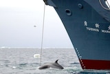 A whale is captured by the Japanese Whaling Vessle Yushin Maru