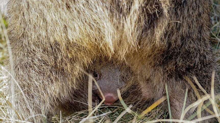 Baby wombat hiding under its mum and peeking out.