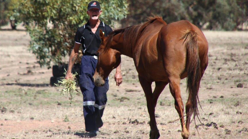 A man walks towards a brown horse in a paddock holding a bunch of grass.