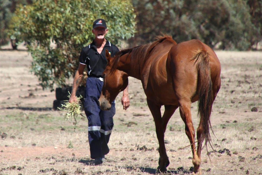 A man walks towards a brown horse in a paddock holding a bunch of grass.