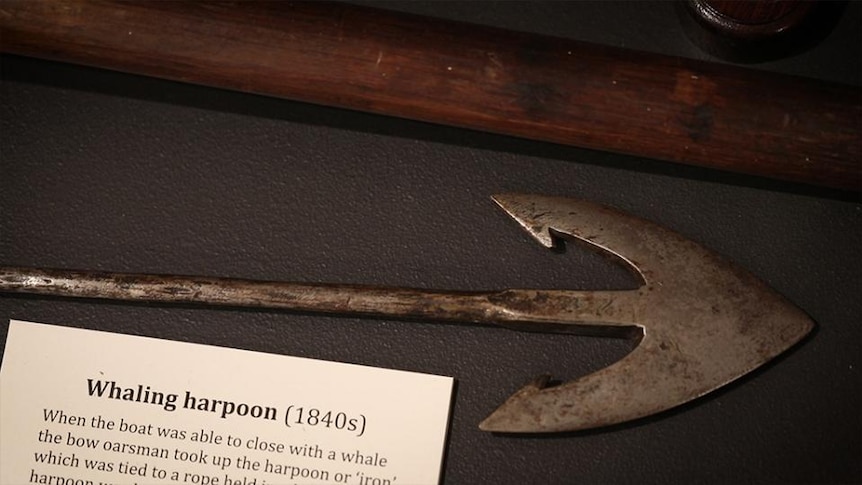 A whaling harpoon on display, tag reads "Whaling harpoon (1840s)"