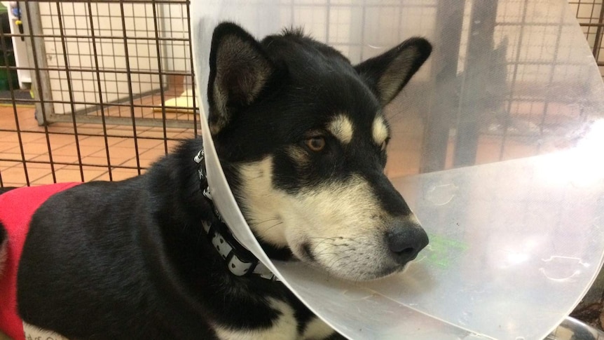 A dog wears a plastic cone over its head after having surgery