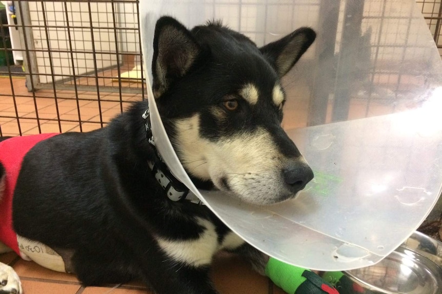A dog wears a plastic cone over its head after having surgery