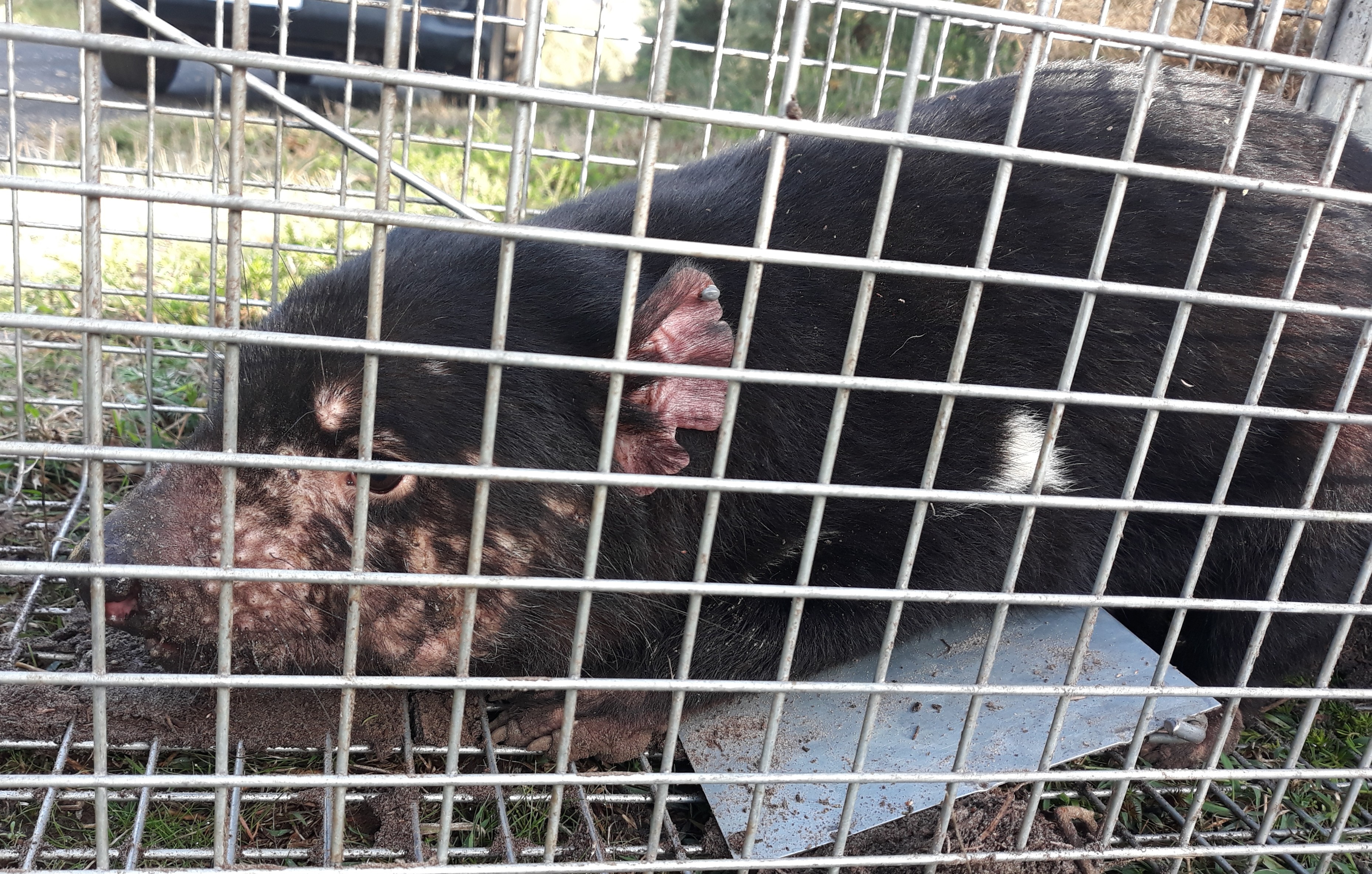 an adult Tasmanian Devil crouches in a metal cage