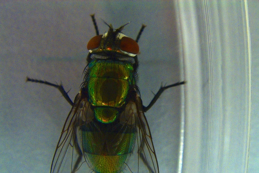 A green blowfly sits in a dish.