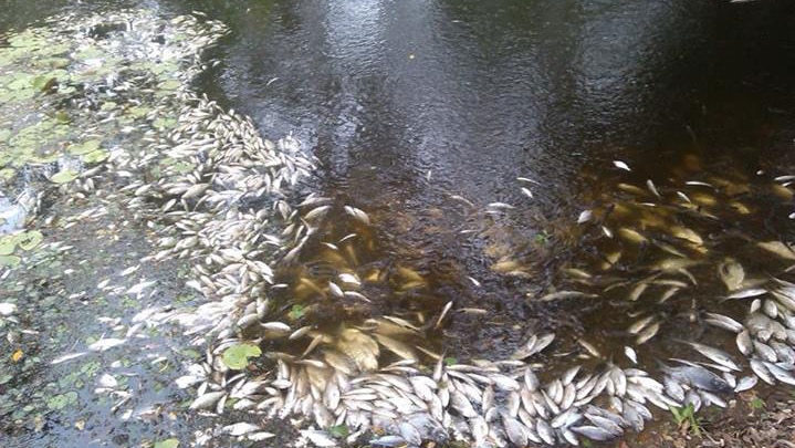 More than 1,500 fish have washed up dead at Hood's Lagoon in Clermont in central Queensland since March 10, 2014