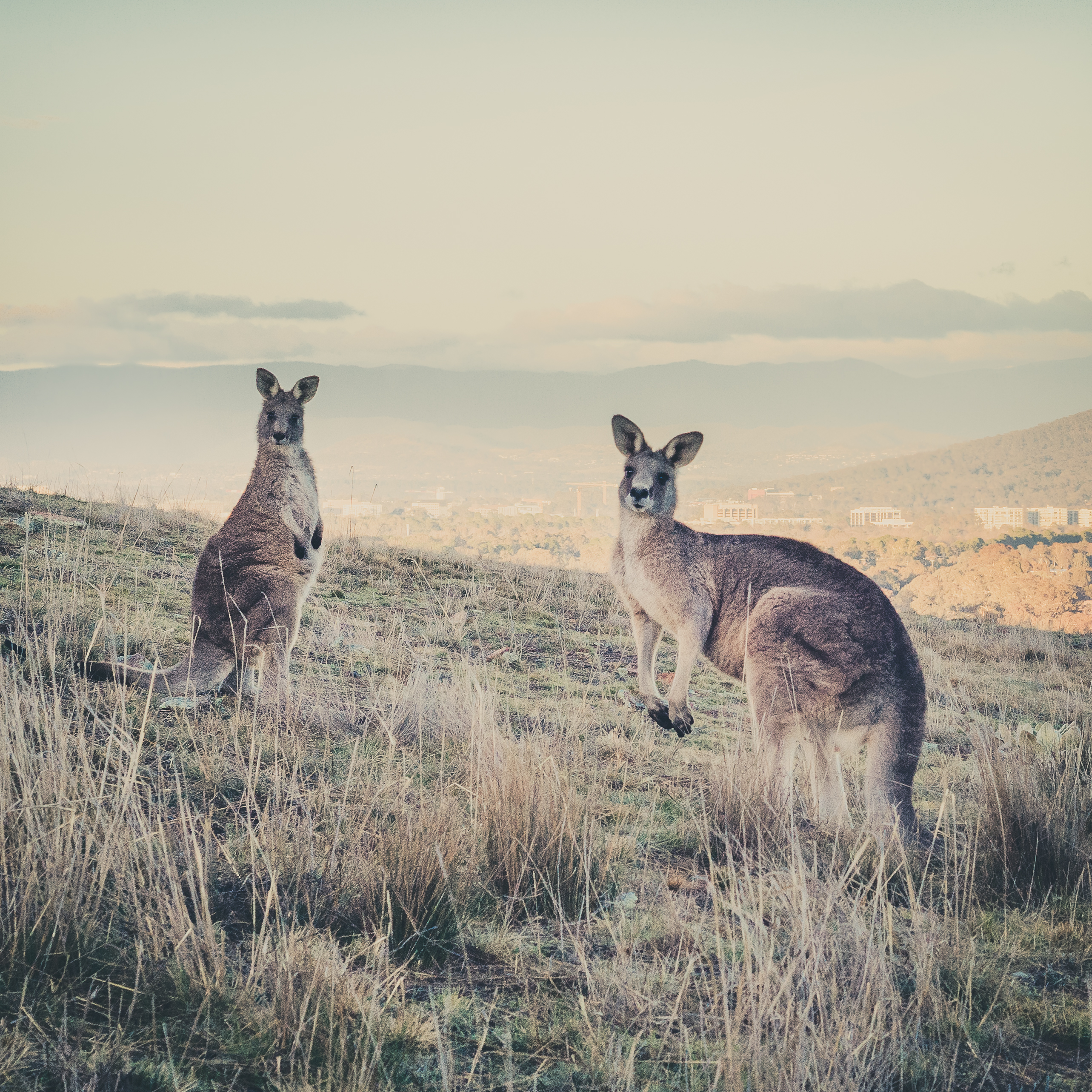 Kangaroos on a hill in Canberra