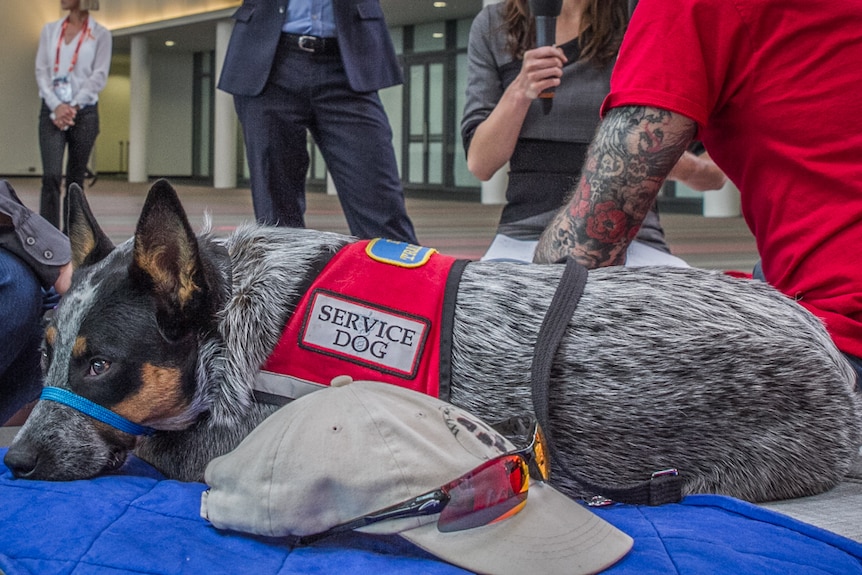 Roxy the service dog is one of the many dogs helping returned soldiers throughout Australia.