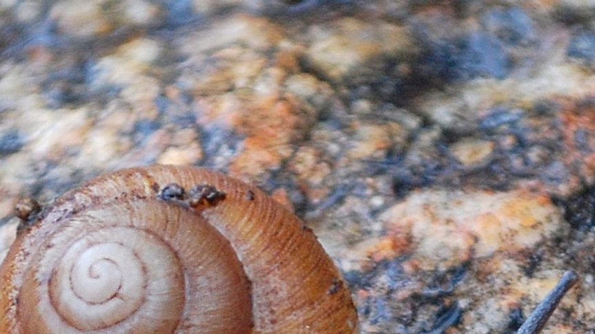 The critically endangered snail species sinumelon bednalli