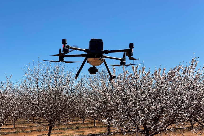 Drone maps bees