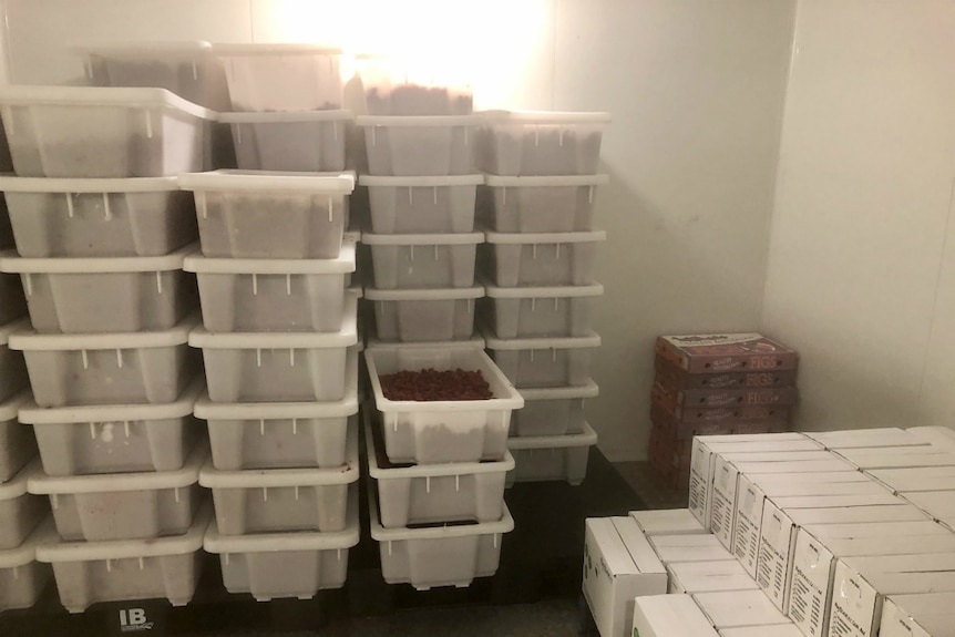 Plastic bins of fruit stored in the freezer.