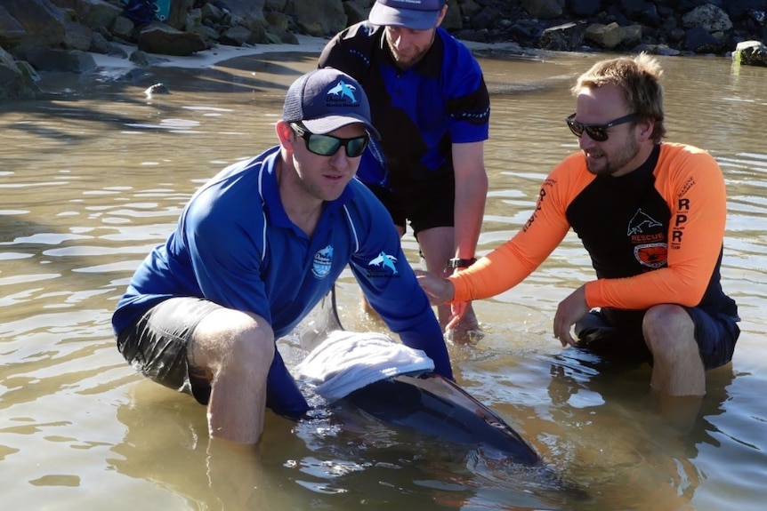 Three male wildlife workers hold young dolphin in the water