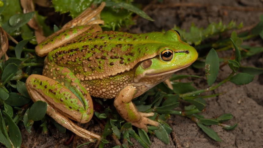 Picture of a green and gold frog