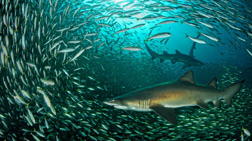 Grey Nurse Sharks swim through a school of Yellowtail Scad, Broughton Island, New South Wales.