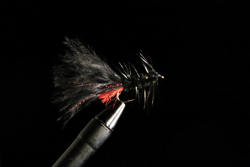 Black trout fly made for the Tasmanian fishing season which opens in August.