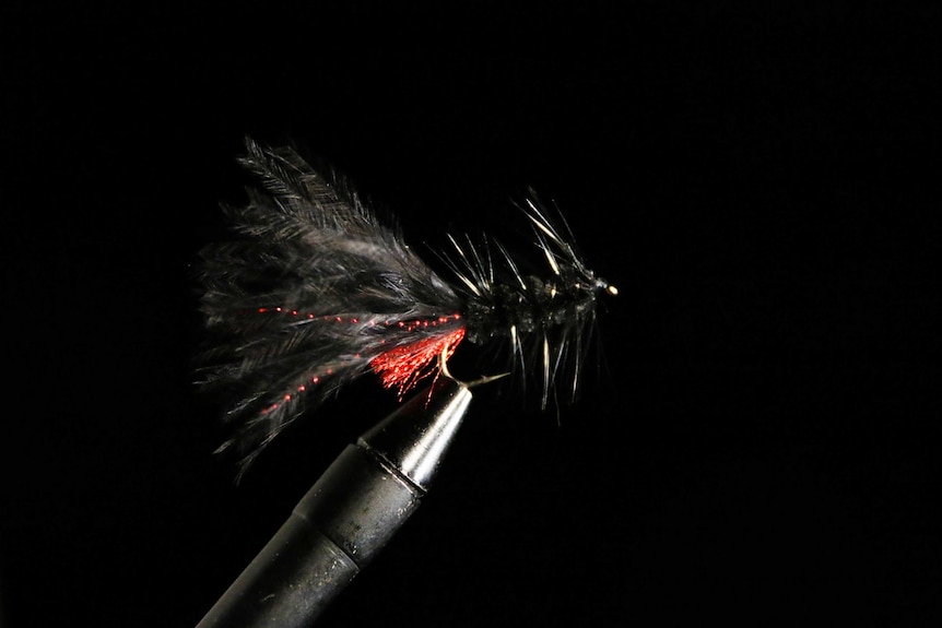 Black trout fly made for the Tasmanian fishing season which opens in August.