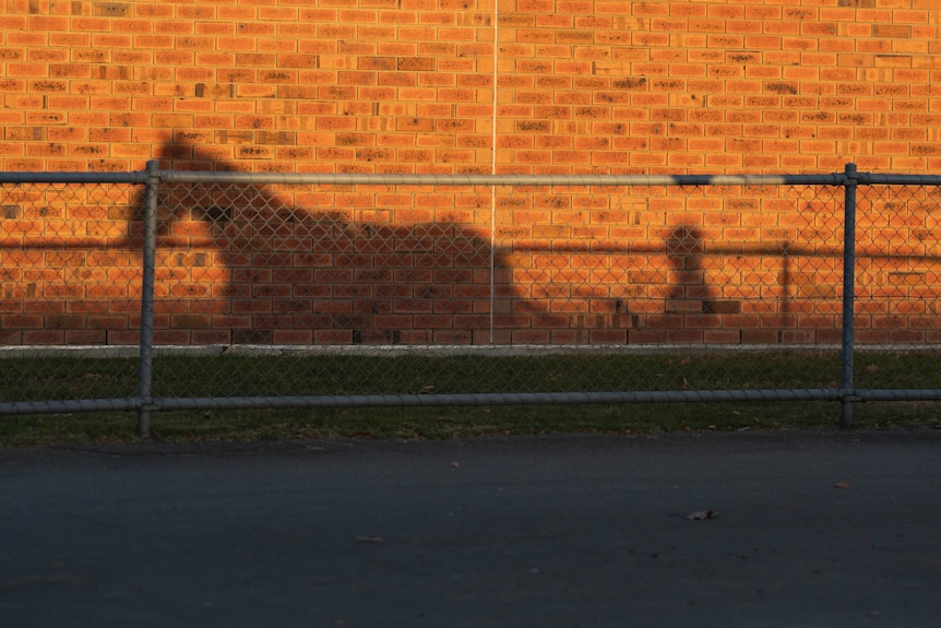 Shadow of a harness horse on a stable wall.
