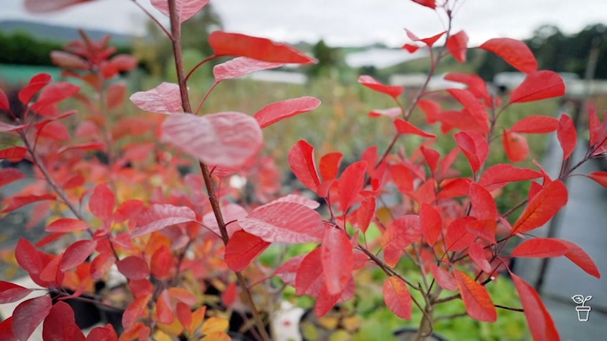 Red leaves on a young tree.