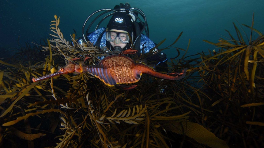 Faith Ortins dives and sees marine life such as sea dragons