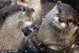 Otters play with each other at a zoo.