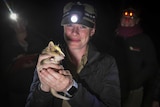 Researcher Belinda Wilson holds a quoll by torchlight.
