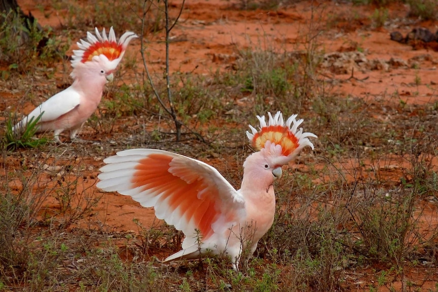 Two major Mitchell cockatoos