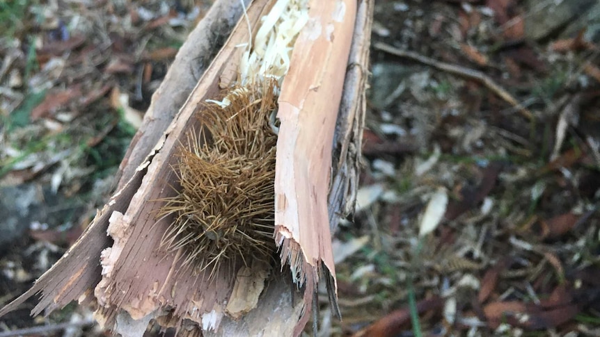 Aboriginal firestick from melytinah tiakana warrana Aboriginal Corporation