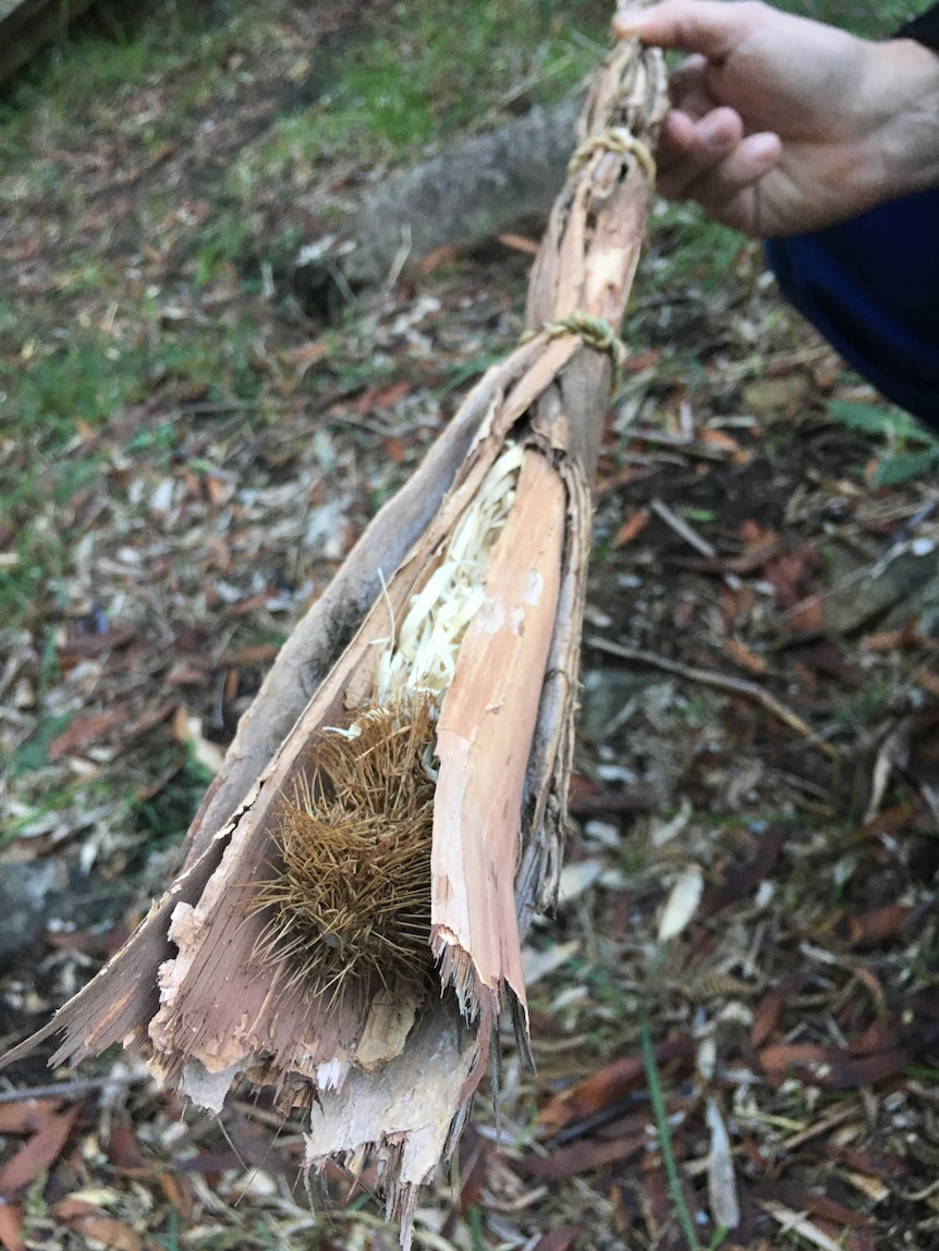 Aboriginal firestick from melytinah tiakana warrana Aboriginal Corporation