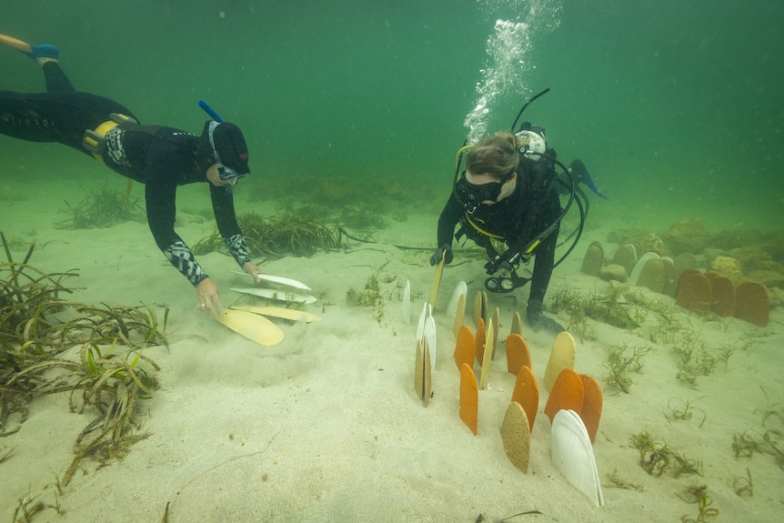Divers underwater placing ceramic shells in the sand.